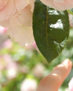 [나스첸카] 기억하고 있어요 _ 아고야 진주 반지