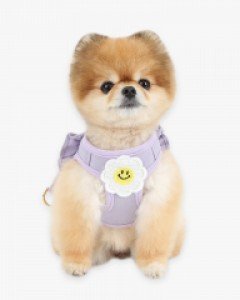 데이지 프릴 하네스 (바이올렛)