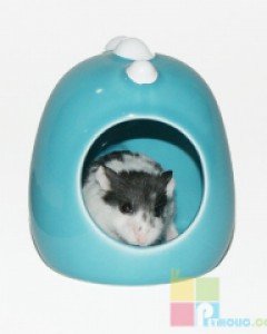 [30%세일] PET-LINK 세라믹 둘리 은신처 공룡 AQ0